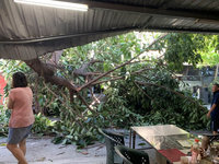 高雄大晴天卻突然樹倒 1人2車遭砸傷