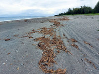 8日起台東海岸開放撿漂流木 至下次陸上颱風警報