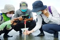 驚見活化石 新竹市香山濕地發現8隻稚鱟
