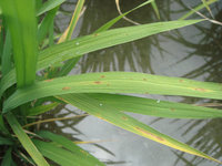 台東縱谷水稻出現稻熱和窒息病  籲農友注意防範
