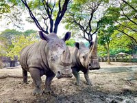 世界犀牛日 壽山動物園推認養白犀牛免費入園優惠