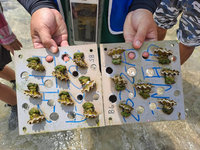 珍稀硨磲貝移植小琉球  提升生物多樣性