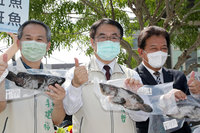 台南促銷國產石斑魚 快閃拍賣助公益