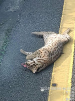 嘉義首起石虎遭車輛路殺 推測移動過程命喪國道