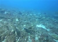 小琉球潛水8米深遇綠鬣蜥 學者：雨後被沖到海裡[影]