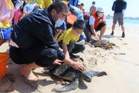 澎湖野放8隻保育海龜  國小師生參與