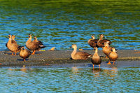 賞鳥好時節 水鴨群現身新竹香山濕地金城湖