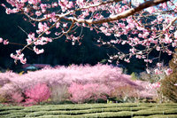 武陵農場櫻花季開放訂房 逾2500間房1分鐘完售