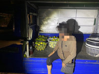 多次進山區盜採水果轉售 台南婦人遭逮收押
