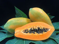 番木瓜新品種「小寶」產量高 搭配管理助農藥減量