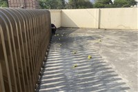 台南學甲槍擊案 1共犯男子2萬元交保