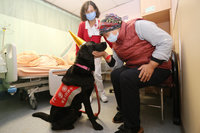 輔助治療犬駐點門諾醫院 療癒病患與醫護
