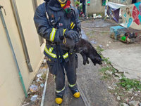 彰化民宅火警 消防隊員救出羊雞鴿兔狗15隻動物