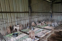 桃園動保處發現疑似非法繁殖場  扣留38隻品種犬