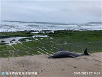 4隻海豚擱淺新北老梅 1死亡、其餘返回大海