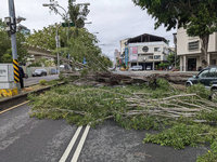 台中9米高路樹遭強風吹倒 建設局清除恢復通行