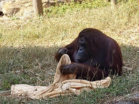 寒流來襲 高雄壽山動物園啟動保暖措施