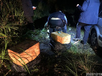 外籍山老鼠趁寒流盜伐 4人落網起獲142公斤贓木