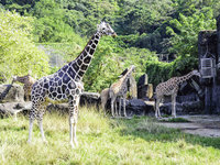 北市動物園大食蟻獸口袋莎難產過世 長頸鹿菊忠老死