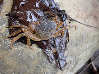 導入生態友善機制 古坑石仔坑集水區水棲動物現蹤