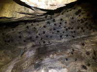 嘉義塔山、鹿林山記錄20種蝙蝠  生態豐富