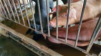 傳統豬瘟7月起全面拔針 台灣豬肉拚重啟國際貿易