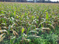 花蓮壽豐硬質玉米因雨受損 獲中央公告現金救助
