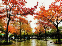 氣溫低冷吹紅新北楓葉  公園換新裝引打卡熱