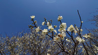 嘉縣梅山公園梅花綻放 枝椏如覆蓋白雪