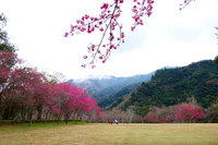 奧萬大櫻花綻放 1到3月賞花好時機