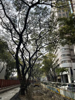 高雄輕軌最後路段 雨豆樹循「龍貓隧道」就地保存