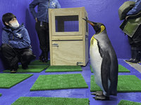北市動物園國王企鵝族群老化 年輕個體赴外借殖