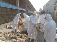 混合感染2種禽流感  屏東鹽埔土雞場撲殺逾萬隻雞