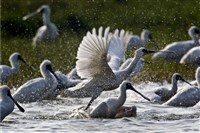 「守護黑面琵鷺」橫跨30年拍攝 吳念真深情獻聲[影]