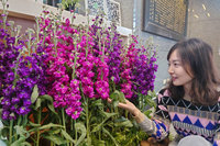 台南農改場紫羅蘭新品種  可望提高栽培意願