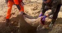 金門海洋悲歌頻傳  1週3起岸際死亡海豚擱淺