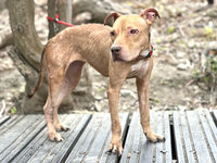 比特犬228限期 高市：逾期未辦寵登最高罰25萬