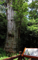 阿里山遊樂區水山療癒步道 11日啟用