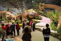 台灣國際蘭展開園 遊客湧入看熱鬧也看門道