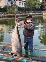 台南武承恩公園水池撈出60台斤大魚 出動吊車吊上岸