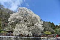 春訪觀霧遊憩區 「霧社櫻王」3月中旬將盛開