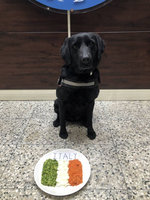 經典賽台灣戰義大利 台中警犬安檢前先吃披薩