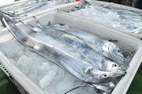 農委會：樂見白帶魚恢復輸中 拓銷高端市場不變