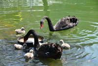 秋紅谷黑天鵝寶寶滿月  中市府發送蛋糕分享喜悅