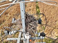 避免影響供電  台電台南區移除178個鳥巢