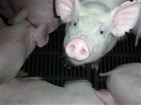 飼養減少又逢端節備料  毛豬每公斤近93元創新高