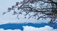阿里山罕見美景 吉野櫻開花、遠眺見玉山積雪