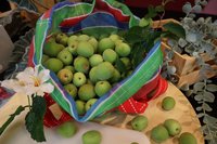 花蓮青梅產季開始 「梅玩梅瞭」農事體驗登場