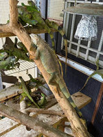 嘉義中埔民眾私養綠鬣蜥 51隻全遭沒收開罰