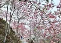 嘉縣村長營造花旗木秘境開園  花期1個月